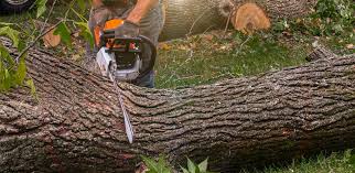 Best Aeration Services  in East Atlantic Beach, NY