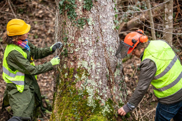 East Atlantic Beach, NY Tree Care Company