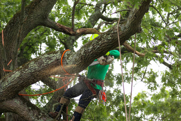 Best Tree Mulching  in East Atlantic Beach, NY