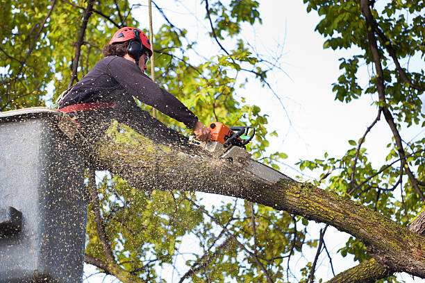 Best Tree Preservation Services  in East Atlantic Beach, NY